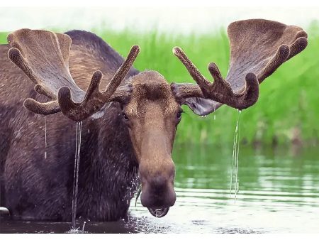 Moose in Pond - 3D Lenticular Postcard Greeting Cardd - NEW Online