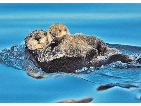 Sea Otter and pup - 3D Lenticular Postcard Greeting Card - NEW Hot on Sale