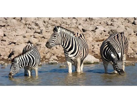 Zebras - 3D Lenticular Oversize-Postcard Greeting Card - NEW For Cheap