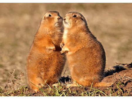 Prairie Dogs - 3D Lenticular Postcard Greeting Cardd - NEW Online now