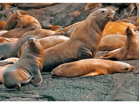 Steller Sea Lion - 3D Lenticular Postcard Greeting Card- NEW Sale