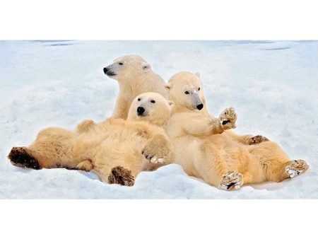 Polar Bears Relaxing - 3D Lenticular Oversize-Postcard Greeting Cardd - NEW Cheap