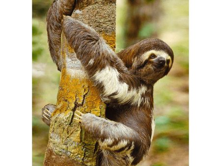 Three-toed Sloth - 3D Lenticular Postcard Greeting Card - NEW Online Hot Sale