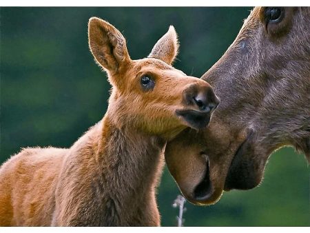 Moose and Calf - 3D Lenticular Postcard Greeting Cardd - NEW Online now