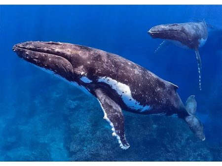 Humpback Whale with Partner - 3D Lenticular Postcard Greeting Card- NEW For Sale