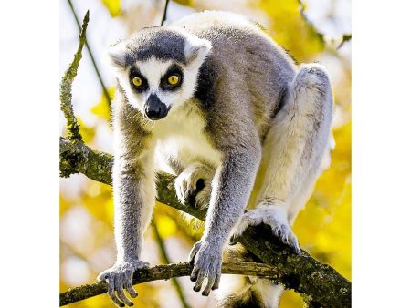 Ring-tailed Lemur 2  - 3D Lenticular Postcard Greeting Card - NEW Online now