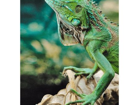 Green Iguana - 3D Lenticular Postcard Greeting Card - NEW Online now