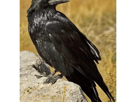 Common Raven - 3D Lenticular Postcard Greeting Card Online Hot Sale