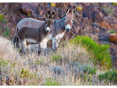 Burro Jenny and Foal - 3D Lenticular Postcard Greeting Cardd - NEW Discount