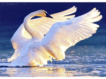 Trumpeter Swan - 3D Lenticular Postcard Greeting Card Fashion