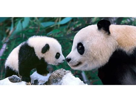 Panda mother nose to nose with cub - 3D Lenticular Oversize-Postcard Greeting Cardd - NEW Discount