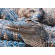 American Alligator 2 - 3D Lenticular Postcard Greeting Card - NEW For Sale