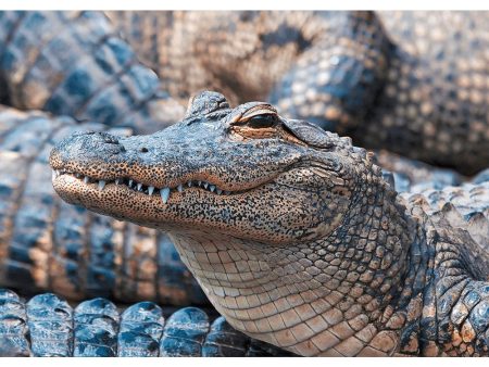 American Alligator 2 - 3D Lenticular Postcard Greeting Card - NEW For Sale