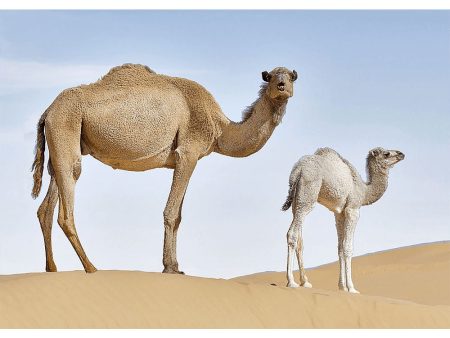 Dromedary Camel - 3D Lenticular Postcard Greeting Cardd - NEW Hot on Sale