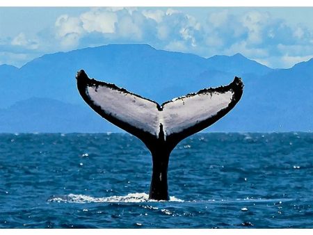 Humpback Whale Fluke 2 - 3D Lenticular Postcard Greeting Card- NEW Fashion