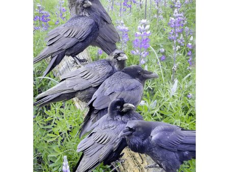 Raven rendezvous - 3D Lenticular Postcard Greeting Card For Discount