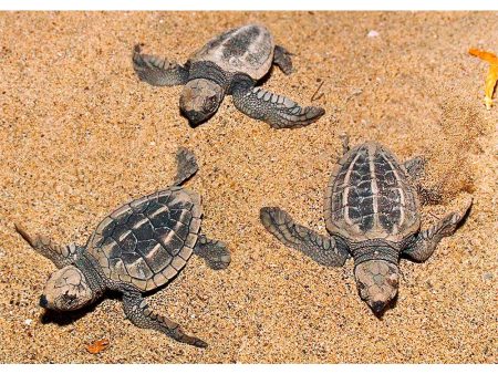 Olive Ridley Sea Turtle - 3D Action Lenticular Postcard Greeting Card - NEW Online now