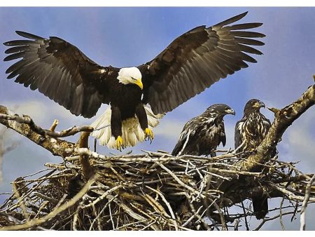 Eagle Nest - 3D Lenticular Postcard Greeting Card Online Hot Sale