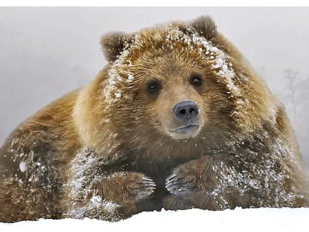 Grizzly in Snow - 3D Lenticular Postcard Greeting Cardd - NEW Online Sale