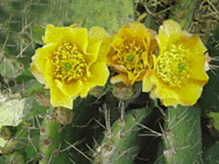 Cactus Flower - 3D Lenticular Postcard Greeting Card - NEW Discount