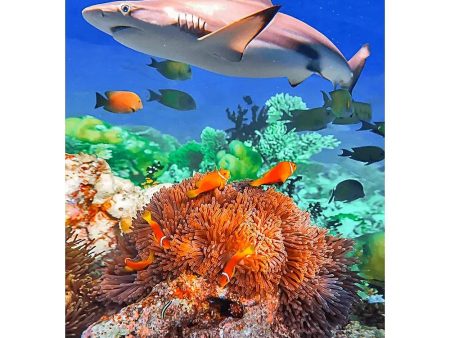 Blacktip Shark in a Coral - 3D Lenticular Postcard Greeting Card- NEW For Sale