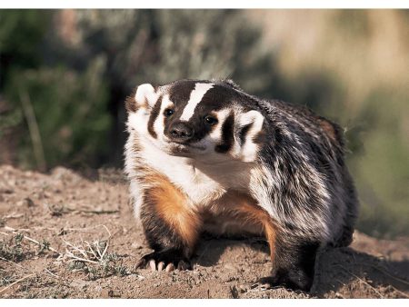 Badger - 3D Lenticular Postcard Greeting Cardd - NEW For Sale