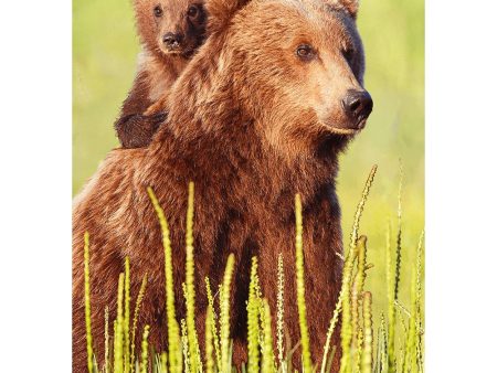 Brown bear and cub - 3D Lenticular Postcard Greeting Cardd - NEW Supply