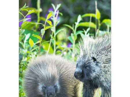 Porcupine - 3D Lenticular Postcard Greeting Cardd - NEW Online now