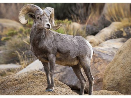 Desert Bighorn Sheep - 3D Lenticular Postcard Greeting Cardd - NEW For Sale