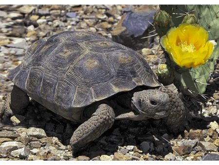 Desert Tortoise - 3D Lenticular Postcard Greeting Card - NEW Hot on Sale