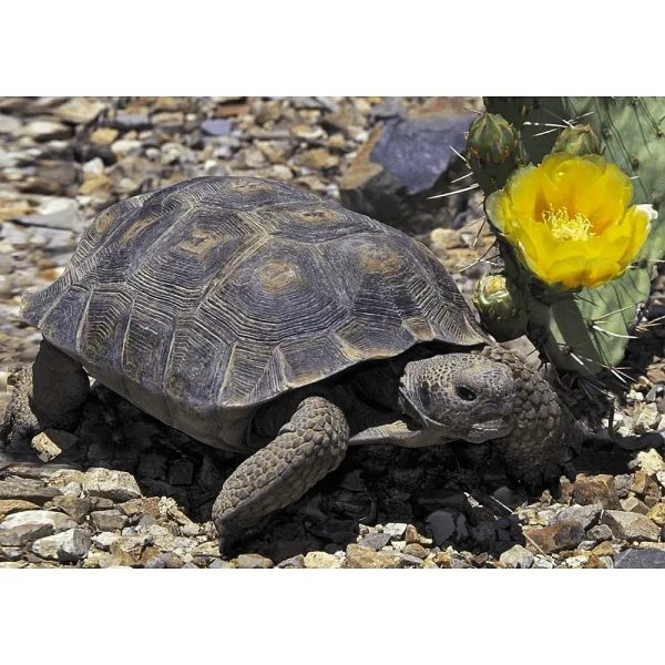 Desert Tortoise - 3D Lenticular Postcard Greeting Card - NEW Hot on Sale