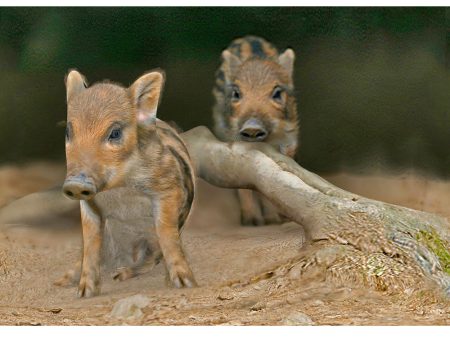 Wild Boar Piglets - 3D Lenticular Postcard Greeting Card - NEW Fashion