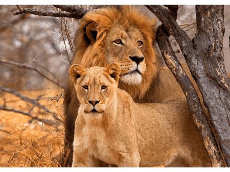 Lion and Lioness - 3D Lenticular Postcard Greeting Cardd - NEW Supply