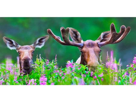 Moose in Fireweed - 3D Lenticular Oversize-Postcard Greeting Cardd - NEW Online Sale