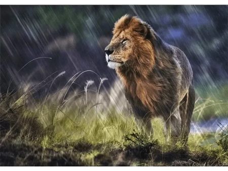 Lion in the rain - 3D Lenticular Postcard Greeting Cardd - NEW Online Hot Sale