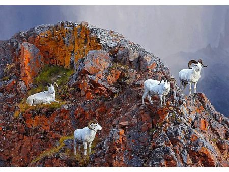 Dall Sheep - 3D Lenticular Postcard Greeting Card - NEW on Sale