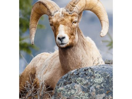 Bighorn Sheep 2 - 3D Lenticular Postcard Greeting Cardd - NEW on Sale