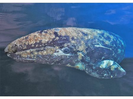 Gray Whale - 3D Lenticular Postcard Greeting Card- NEW Hot on Sale