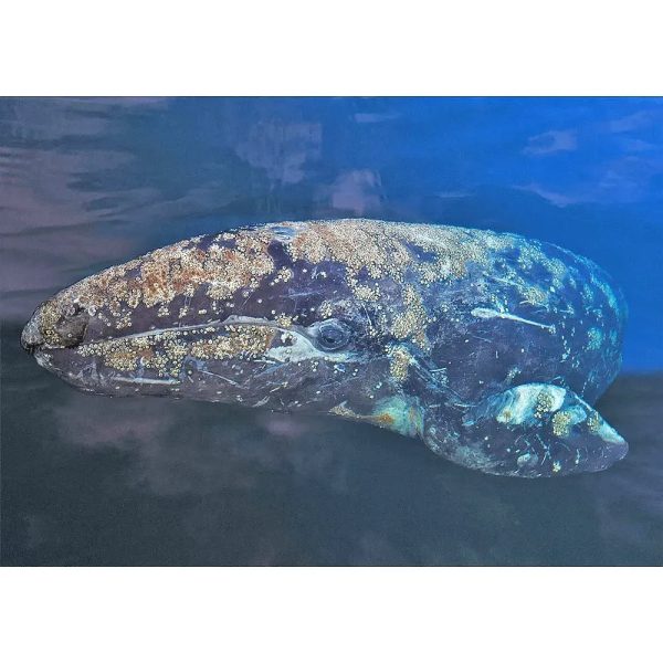 Gray Whale - 3D Lenticular Postcard Greeting Card- NEW Hot on Sale