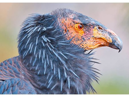 California Condor - 3D Action Lenticular Postcard Greeting Card on Sale