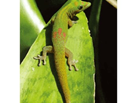 Gecko Lizard (Geico) - 3D Lenticular Postcard Greeting Card - NEW Online Hot Sale