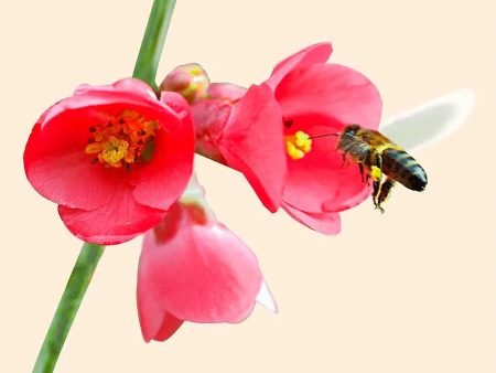 Bee Collecting Nectar - 3D Lenticular Maxi-Postcard Greeting Card - NEW Supply