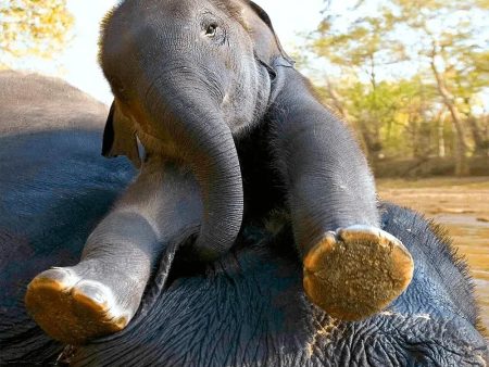 Asian Elephant and Calf - 3D Lenticular Maxi-Postcard Greeting Cardd - NEW For Sale