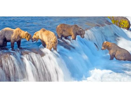 Grizzly Bears Fishing - 3D Lenticular Oversize-Postcard Greeting Cardd - NEW For Cheap