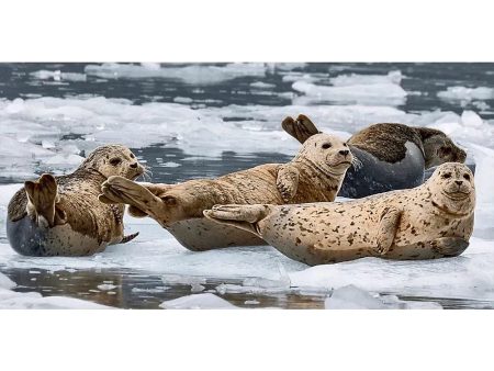 Seals and Otters on floating ice - 3D Action Lenticular Postcard Greeting Card - Over- size - NEW on Sale