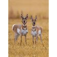 Pronghorn Antelope - 3D Lenticular Postcard Greeting Cardd - NEW Sale