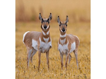 Pronghorn Antelope - 3D Lenticular Postcard Greeting Cardd - NEW Sale