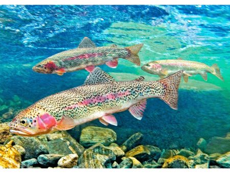 Rainbow Trout - 3D Lenticular Postcard Greeting Card - NEW For Cheap