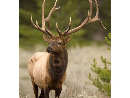 Elk Majestic - 3D Lenticular Postcard Greeting Cardd - NEW on Sale