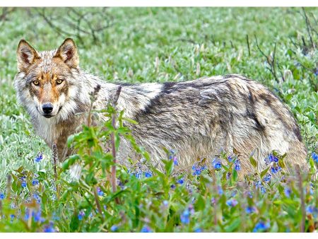 Wolf and Forget-me-nots - 3D Lenticular Postcard Greeting Card - NEW Cheap